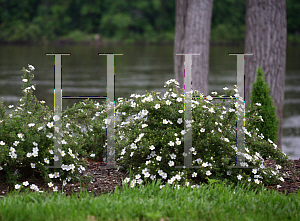 Picture of Potentilla fruticosa 'White Lady (Happy Face White)'