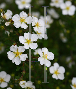 Picture of Potentilla fruticosa 'White Lady (Happy Face White)'