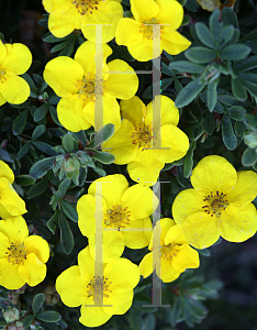 Picture of Potentilla fruticosa 'Lundy (Happy Face Yellow)'