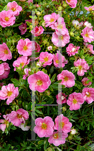 Picture of Potentilla fruticosa 'Kupinpa (Happy Face Pink Paradise)'