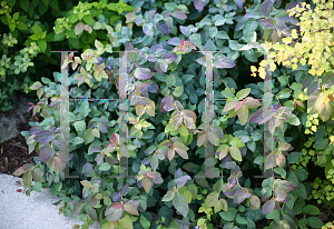 Picture of Spiraea media 'SMSMBK (Double Play® Blue Kazoo®)'