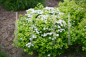 Picture of Spiraea betulifolia 'Tor Gold (Glow Girl)'