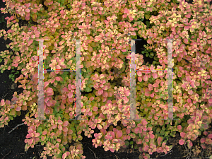 Picture of Spiraea betulifolia 'Tor Gold (Glow Girl)'