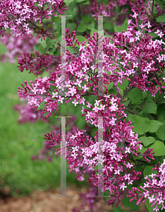 Picture of Syringa x 'SMSJBP7 (Bloomerang Dark Purple)'