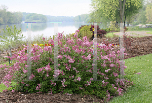 Picture of Syringa x 'SMSXPM (Scent and Sensibility Pink'