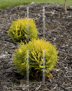 Picture of Thuja occidentalis 'Anna Van Vloten (Anna's Magic Ball)'