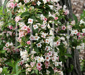 Picture of Weigela florida 'Bokrasopea (Sonic Bloom Pearl)'