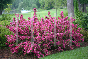 Picture of Weigela florida 'Bokrasopin (Sonic Bloom Pink)'