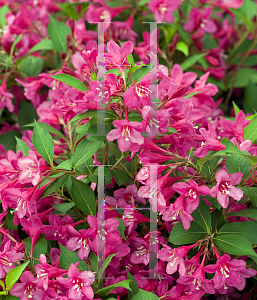 Picture of Weigela florida 'Bokrasopin (Sonic Bloom Pink)'