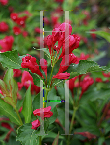 Picture of Weigela florida 'Verweig-6 (Sonic Bloom Red)'