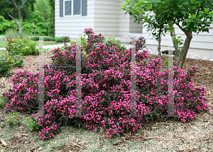 Picture of Weigela florida 'Bokraspiwi (Spilled Wine)'