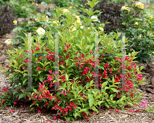 Picture of Weigela florida 'Verweig-6 (Sonic Bloom Red)'