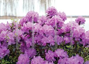 Picture of Rhododendron (subgenus Rhododendron) 'Amy Cotta'