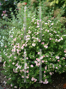 Picture of Potentilla fruticosa 'Kupinpa (Happy Face Pink Paradise)'