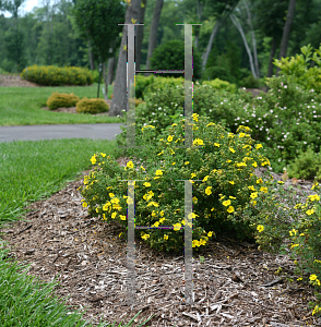 Picture of Potentilla fruticosa 'Lundy (Happy Face Yellow)'