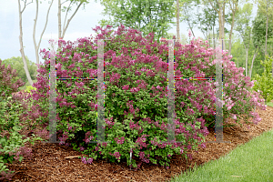 Picture of Syringa x 'SMSJBP7 (Bloomerang Dark Purple)'