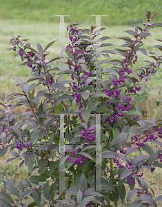 Picture of Callicarpa x 'NCCX1 (Purple Pearls)'