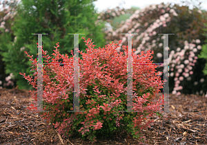 Picture of Berberis thunbergii 'Celeste (Sunjoy Cinnamon)'