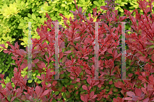 Picture of Berberis thunbergii 'Celeste (Sunjoy Cinnamon)'