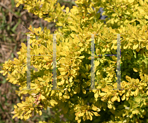 Picture of Berberis thunbergii 'Koren (Sunjoy Citrus)'