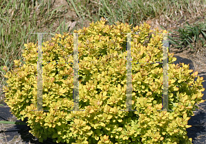 Picture of Berberis thunbergii 'Kasia (Sunjoy Mini Saffron)'