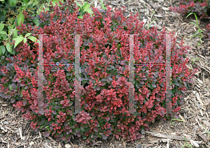 Picture of Berberis thunbergii 'Mimi (Sunjoy Mini Salsa)'