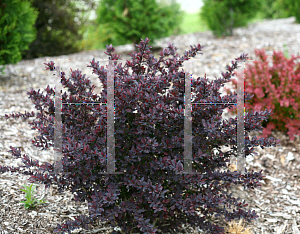 Picture of Berberis thunbergii 'Helen (Sunjoy Syrah)'