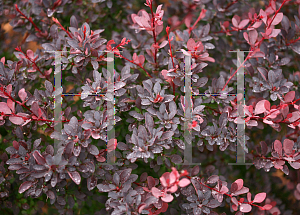 Picture of Berberis thunbergii 'Helen (Sunjoy Syrah)'