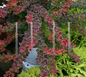 Picture of Berberis thunbergii 'O'Byrne (Sunjoy Tangelo)'