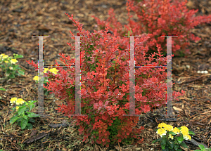 Picture of Berberis thunbergii 'O'Byrne (Sunjoy Tangelo)'