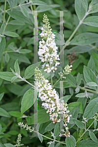 Picture of Buddleia  'Lo & Behold Ice Chip'