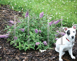 Picture of Buddleia  'Lo & Behold Lilac Chip'