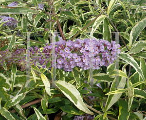 Picture of Buddleia  'Summer Skies'