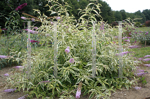 Picture of Buddleia  'Summer Skies'