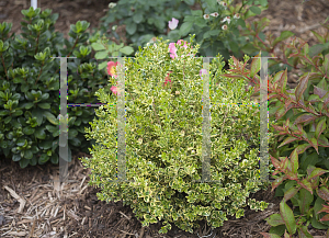 Picture of Buxus microphylla var. koreana 'Eseles (Wedding Ring)'