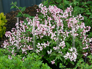 Picture of Deutzia  'NCDX2 (Yuki Cherry Blossom)'