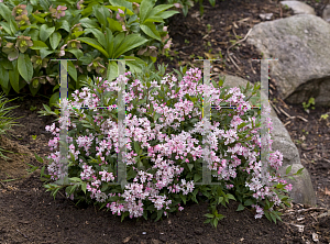 Picture of Deutzia  'NCDX2 (Yuki Cherry Blossom)'