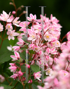 Picture of Deutzia  'NCDX2 (Yuki Cherry Blossom)'