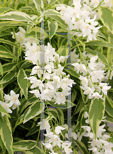 Picture of Deutzia gracilis 'Mincream (Crme Fraiche)'