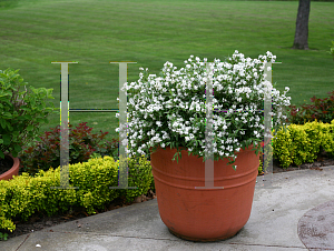 Picture of Deutzia  'NCDX1 (Yuki Snowflake™)'