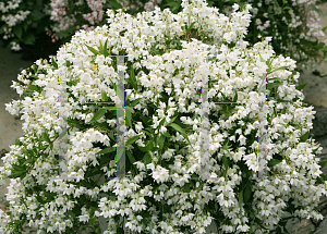 Picture of Deutzia  'NCDX1 (Yuki Snowflake™)'