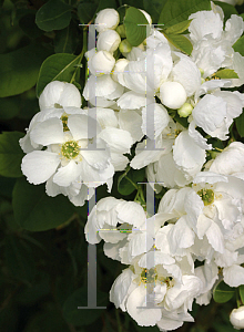 Picture of Exochorda  'Blizzard (Snow Day Blizzard)'