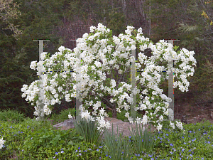 Picture of Exochorda  'Blizzard (Snow Day Blizzard)'