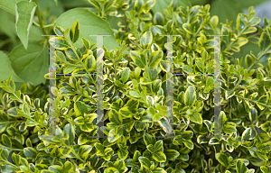 Picture of Buxus microphylla var. koreana 'Eseles (Wedding Ring)'