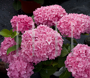 Picture of Hydrangea macrophylla 'ES14 (Let's Dance Rhapsody Blue)'