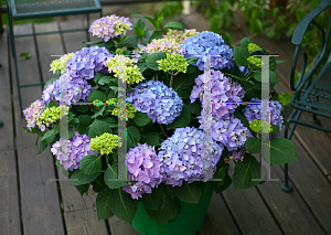 Picture of Hydrangea macrophylla 'ES14 (Let's Dance Rhapsody Blue)'