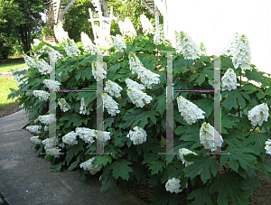 Picture of Hydrangea quercifolia 'Brenhill (Gatsby Gal)'