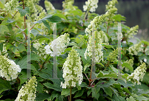 Picture of Hydrangea quercifolia 'Brenhill (Gatsby Gal)'