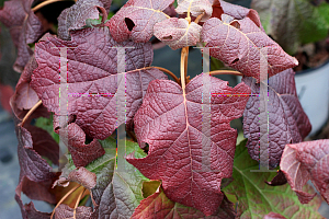 Picture of Hydrangea quercifolia 'Brother Edward (Gatsby Moon)'