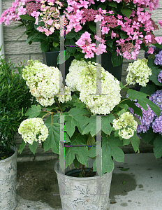 Picture of Hydrangea quercifolia 'Brother Edward (Gatsby Moon)'